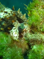 Puffer fish..relaxing on soft coral, taken with Cannon S8... by Zafarol Lokman 